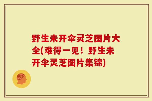 野生未开伞灵芝图片大全(难得一见！野生未开伞灵芝图片集锦)