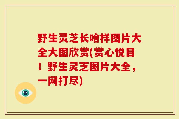 野生灵芝长啥样图片大全大图欣赏(赏心悦目！野生灵芝图片大全，一网打尽)