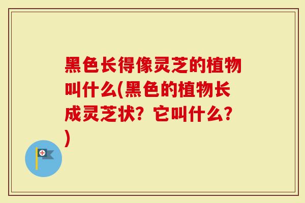 黑色长得像灵芝的植物叫什么(黑色的植物长成灵芝状？它叫什么？)