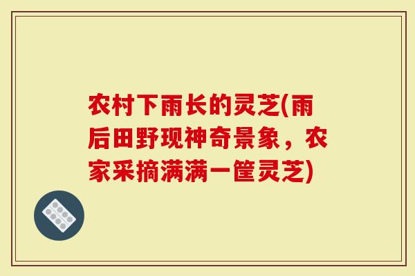 农村下雨长的灵芝(雨后田野现神奇景象，农家采摘满满一筐灵芝)-第1张图片-灵芝大师