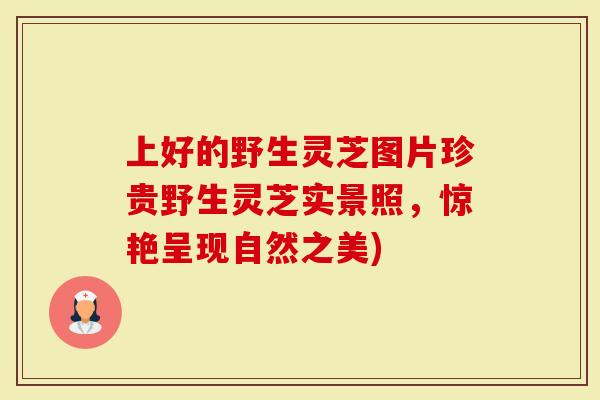 上好的野生灵芝图片珍贵野生灵芝实景照，惊艳呈现自然之美)