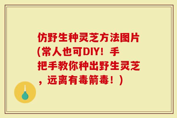 仿野生种灵芝方法图片(常人也可DIY！手把手教你种出野生灵芝，远离有毒箭毒！)