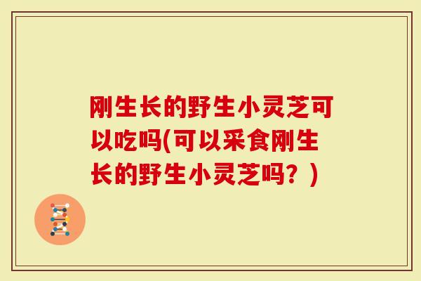 刚生长的野生小灵芝可以吃吗(可以采食刚生长的野生小灵芝吗？)