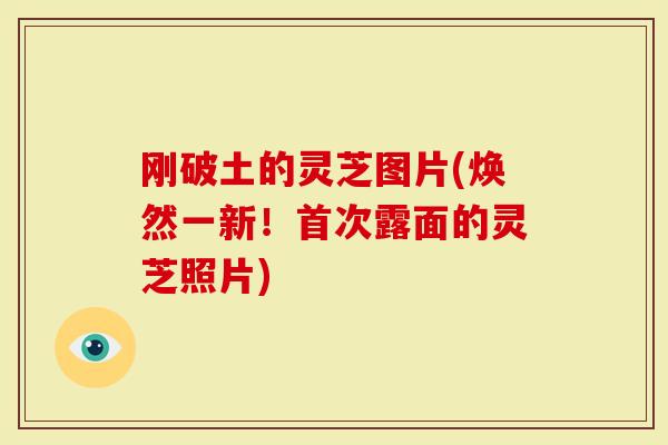 刚破土的灵芝图片(焕然一新！首次露面的灵芝照片)
