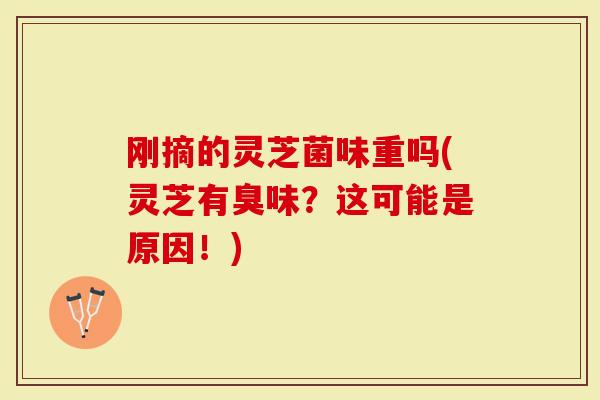 刚摘的灵芝菌味重吗(灵芝有臭味？这可能是原因！)