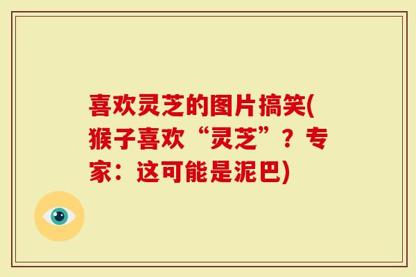 喜欢灵芝的图片搞笑(猴子喜欢“灵芝”？专家：这可能是泥巴)
