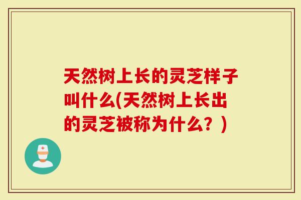 天然树上长的灵芝样子叫什么(天然树上长出的灵芝被称为什么？)