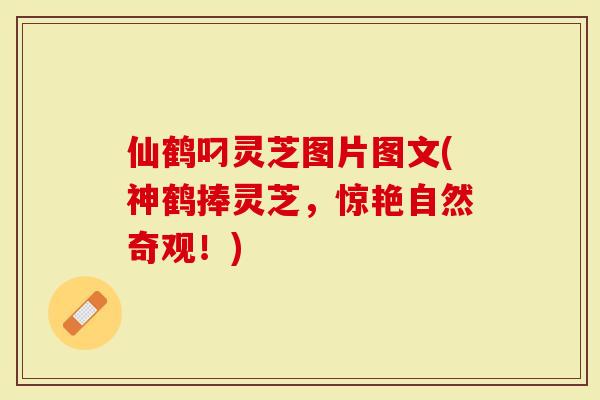 仙鹤叼灵芝图片图文(神鹤捧灵芝，惊艳自然奇观！)