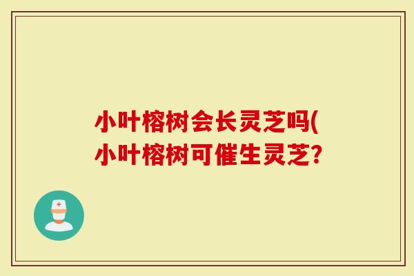小叶榕树会长灵芝吗(小叶榕树可催生灵芝？