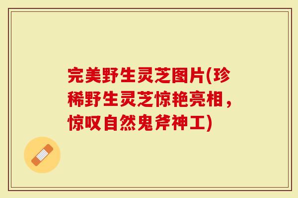 完美野生灵芝图片(珍稀野生灵芝惊艳亮相，惊叹自然鬼斧神工)
