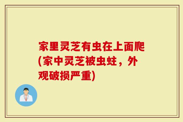 家里灵芝有虫在上面爬(家中灵芝被虫蛀，外观破损严重)