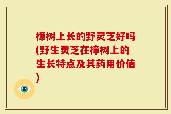 樟树上长的野灵芝好吗(野生灵芝在樟树上的生长特点及其药用价值)-第1张图片-灵芝大师 樟树上长的野灵芝好吗(野生灵芝在樟树上的生长特点及其药用价值)-第1张图片-灵芝大师