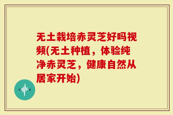 无土栽培赤灵芝好吗视频(无土种植，体验纯净赤灵芝，健康自然从居家开始)