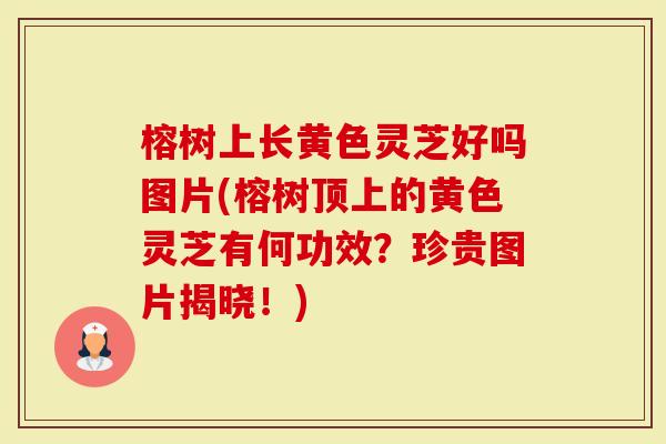 榕树上长黄色灵芝好吗图片(榕树顶上的黄色灵芝有何功效？珍贵图片揭晓！)