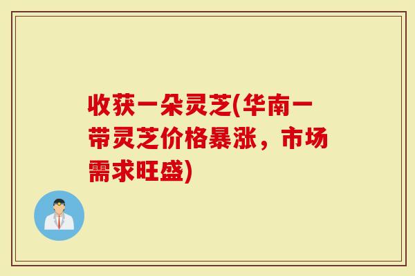 收获一朵灵芝(华南一带灵芝价格暴涨，市场需求旺盛)